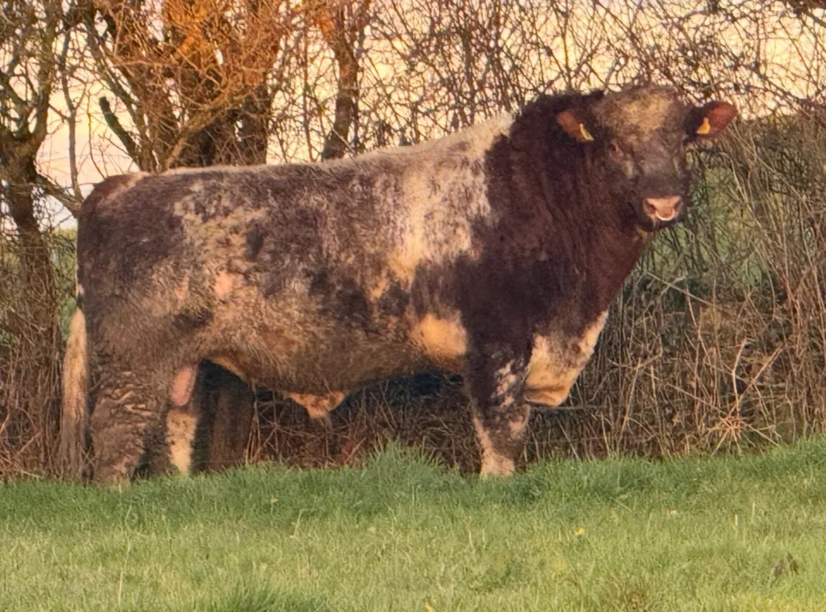 Pbr Beef shorthorn bull - Image 3