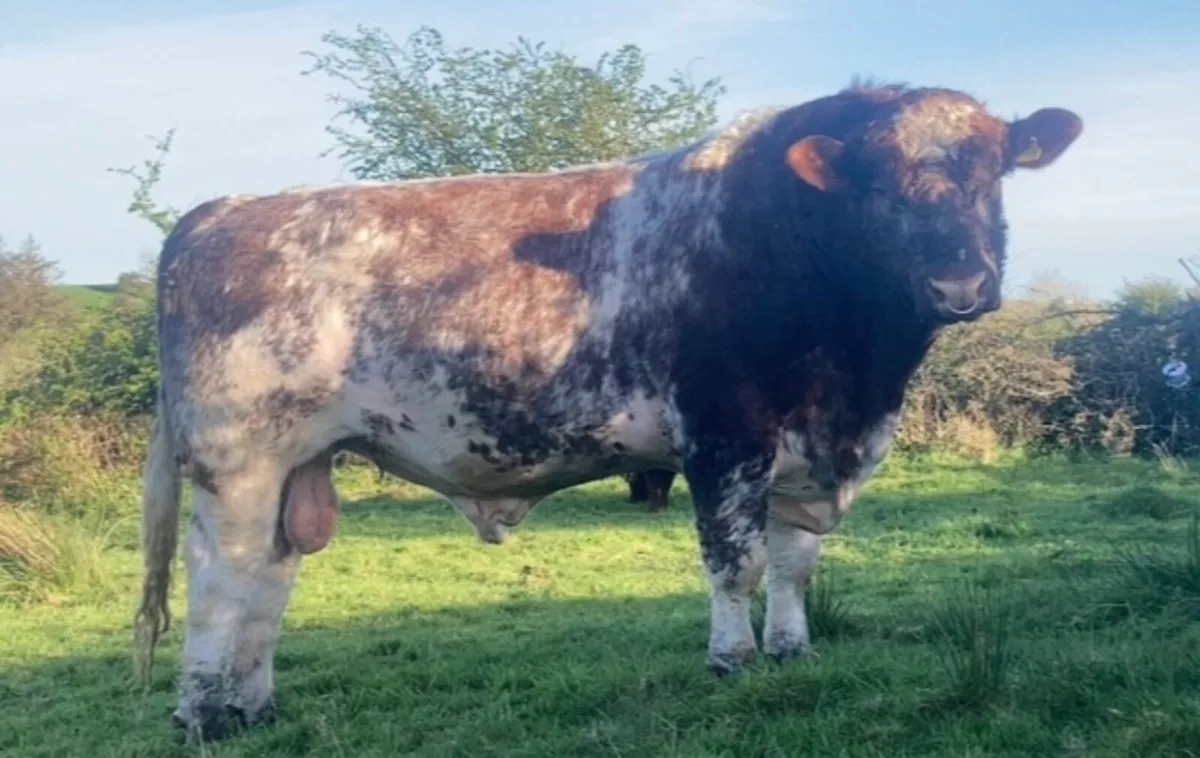 Pbr Beef shorthorn bull - Image 4