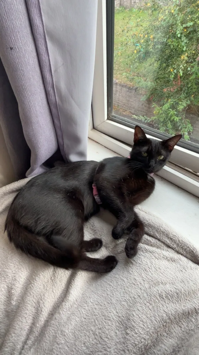 1 year old female - Image 4