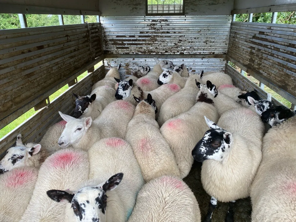 Brockie ewe lambs - Image 1