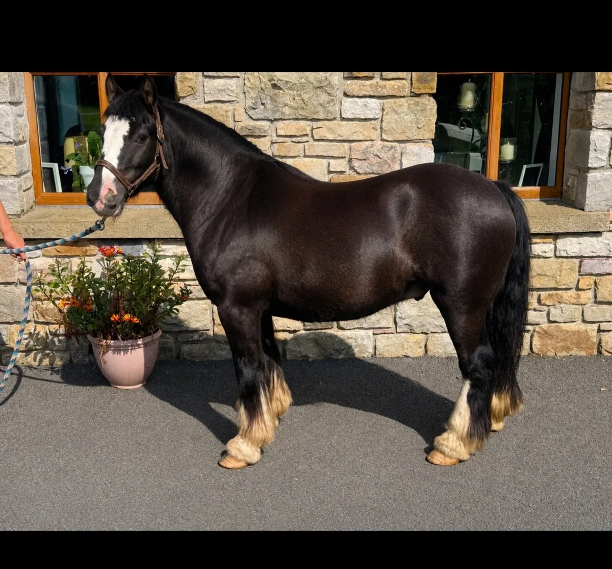 Bombproof gelding - Image 1
