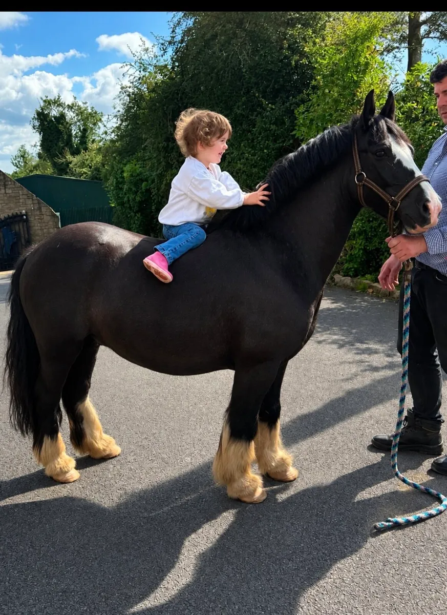 Bombproof gelding - Image 2