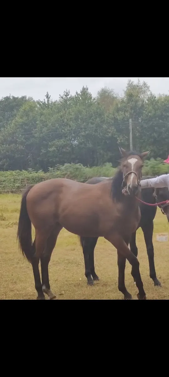 Thoroughbred Yearling Colt - Image 3