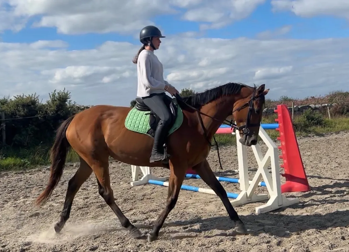 4 year old mare - Image 1