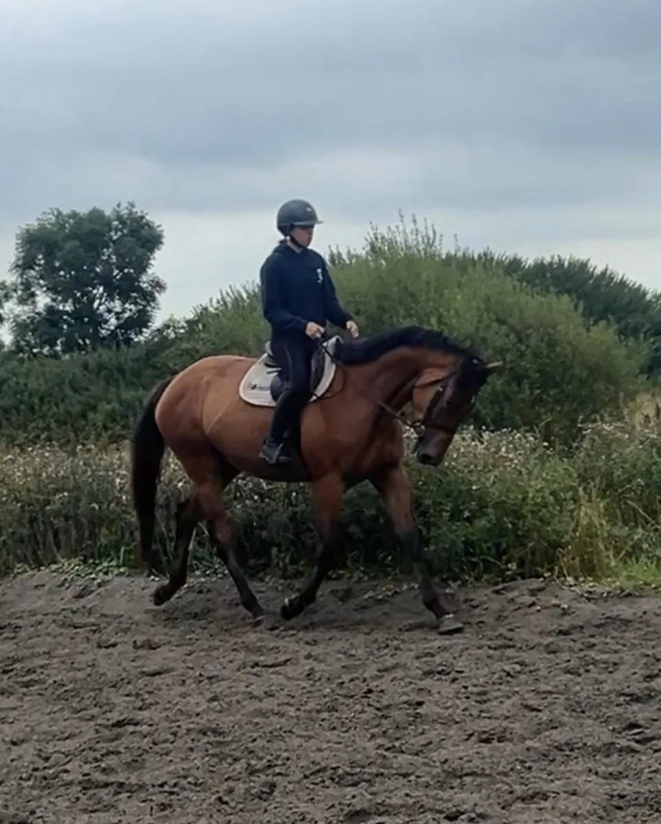 4 year old mare - Image 3