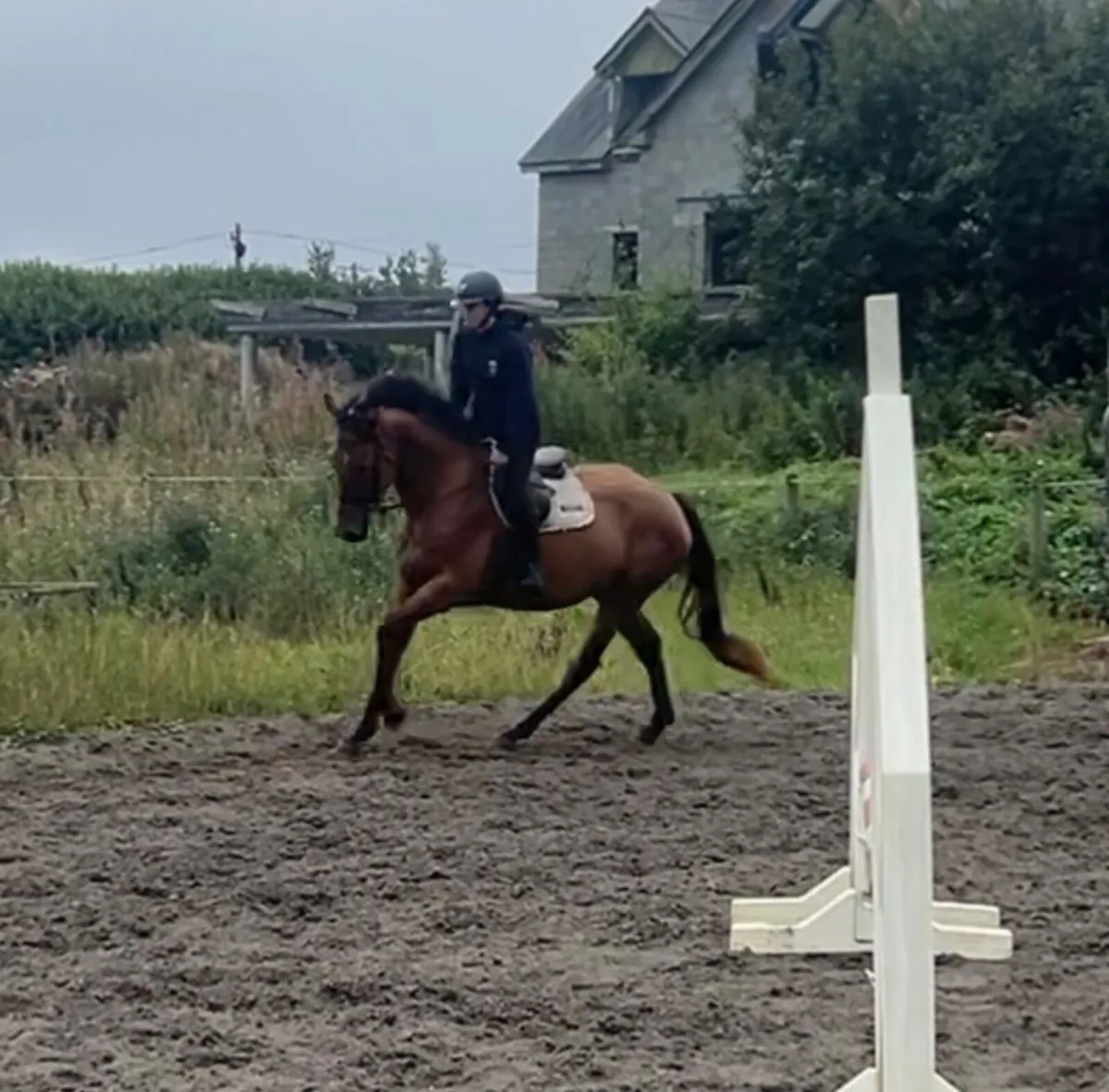 4 year old mare - Image 4