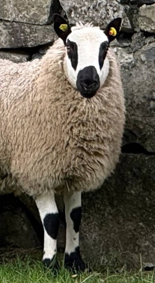 Purebred Reg kerryhill lambs - Image 4