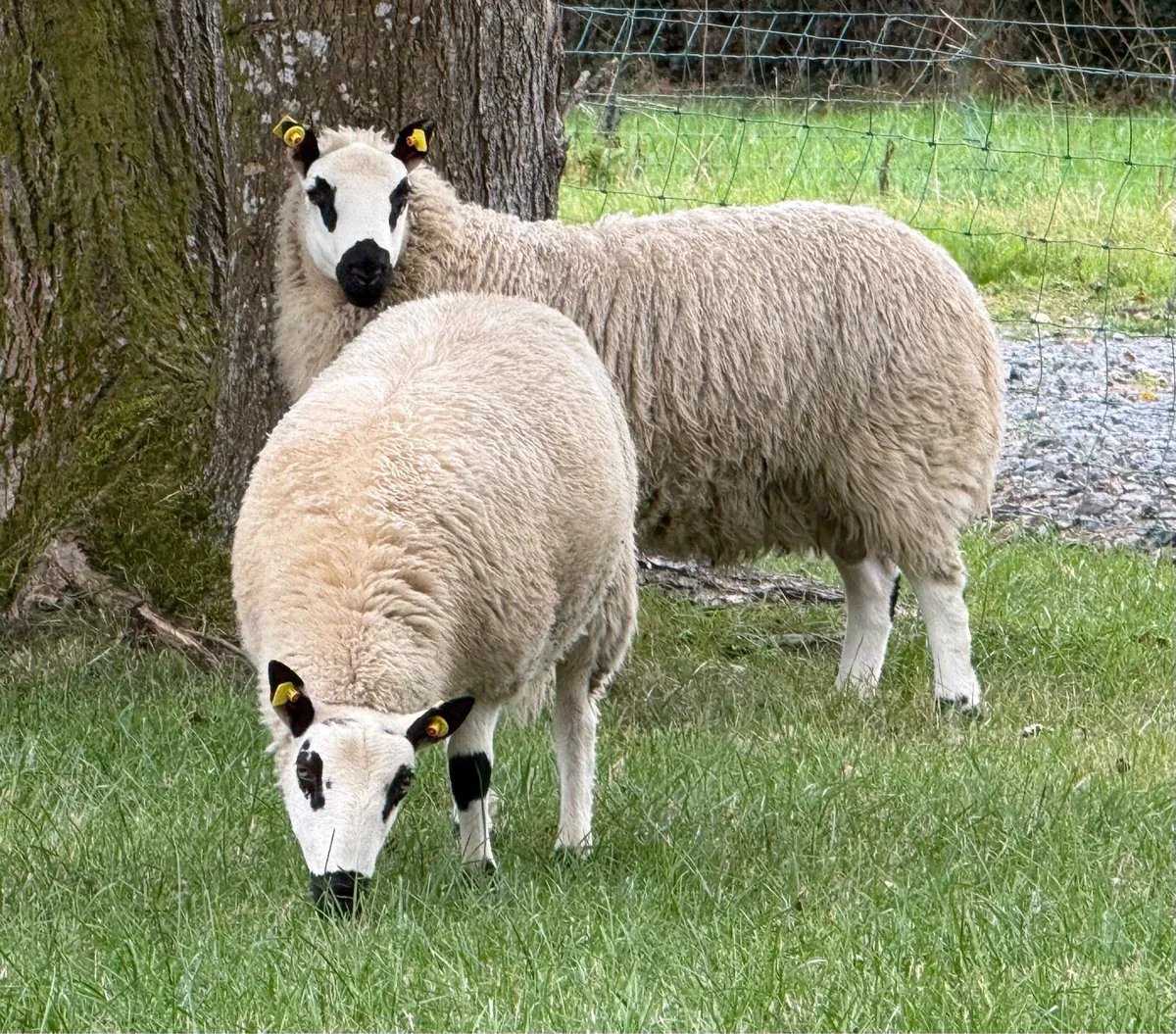 Purebred Reg kerryhill lambs - Image 3
