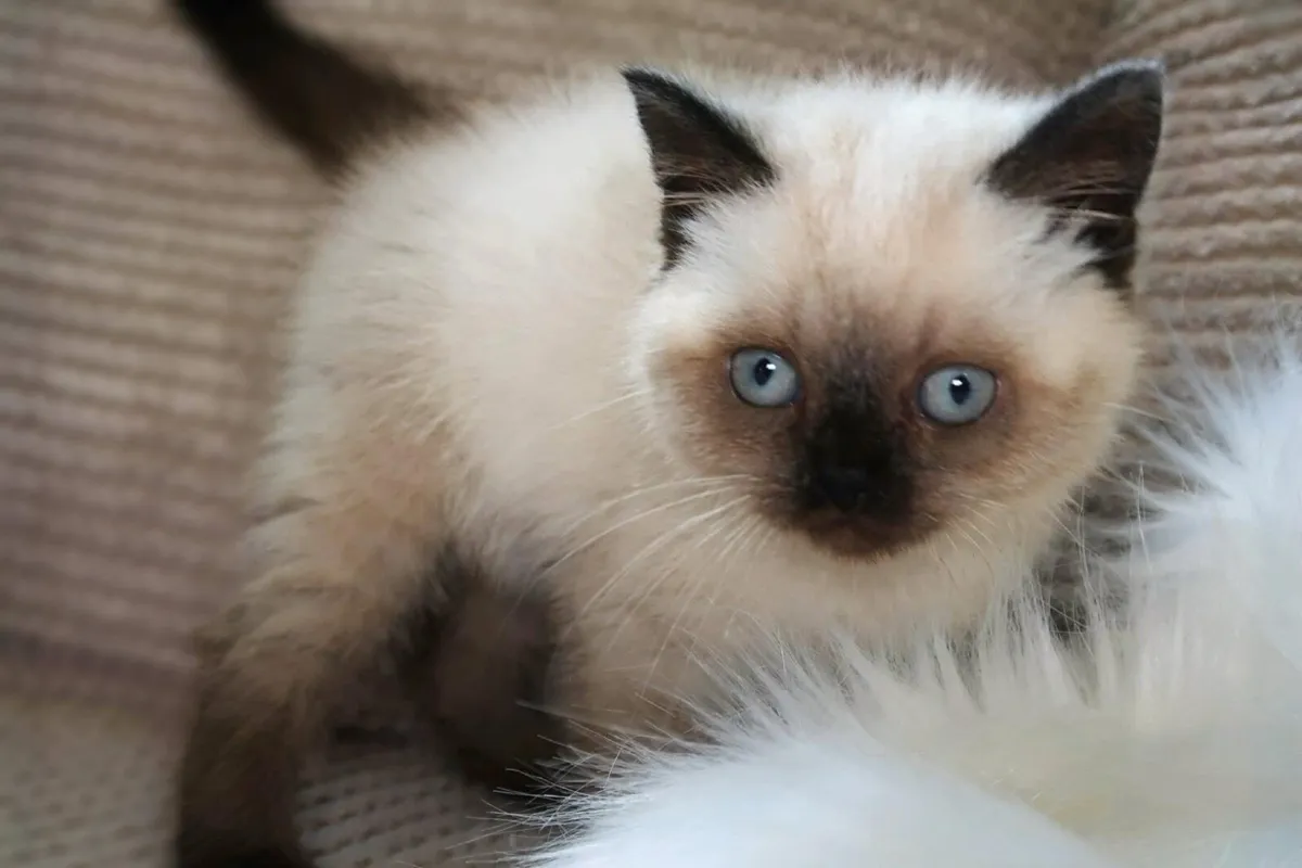 British Shorthair GCCFI Registered - Image 1