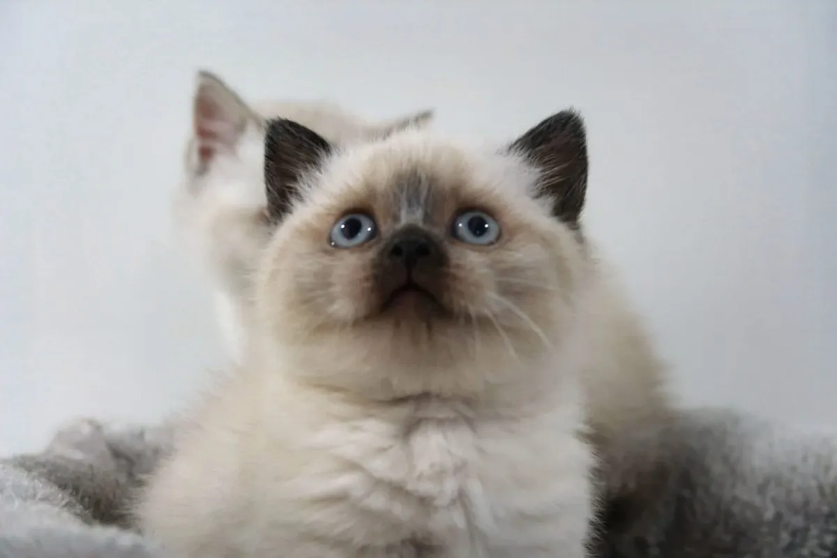 British Shorthair GCCFI Registered - Image 3