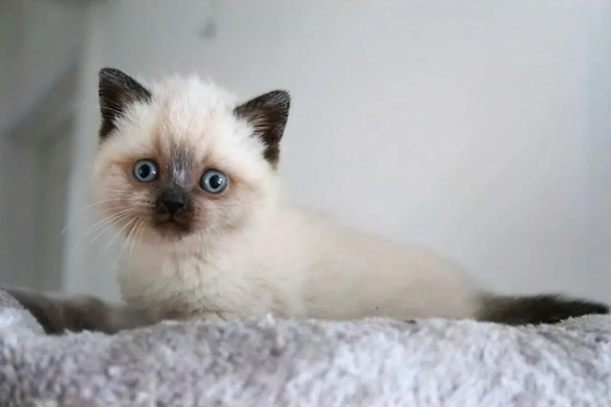 British Shorthair GCCFI Registered - Image 2