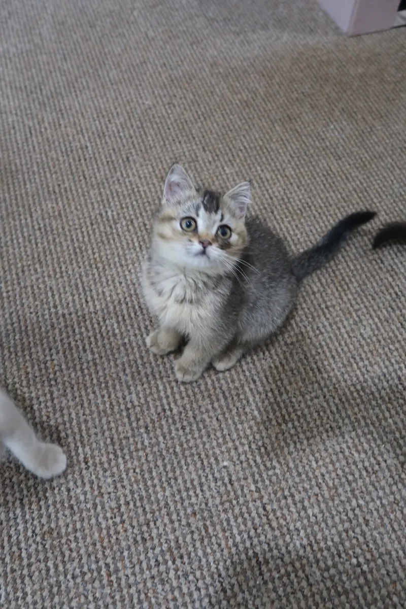 British shorthair GCCFI registered - Image 2