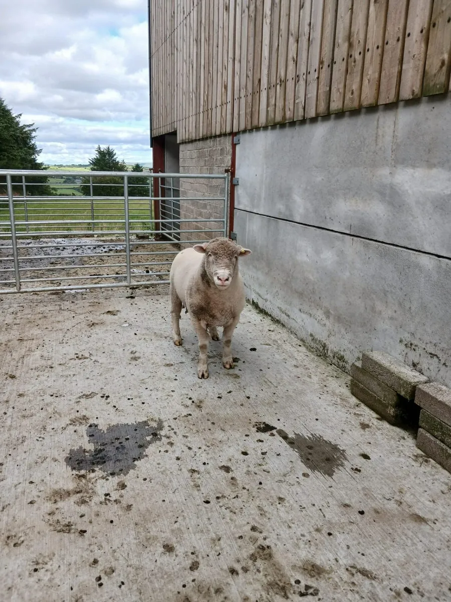 DORSET RAM - Image 3