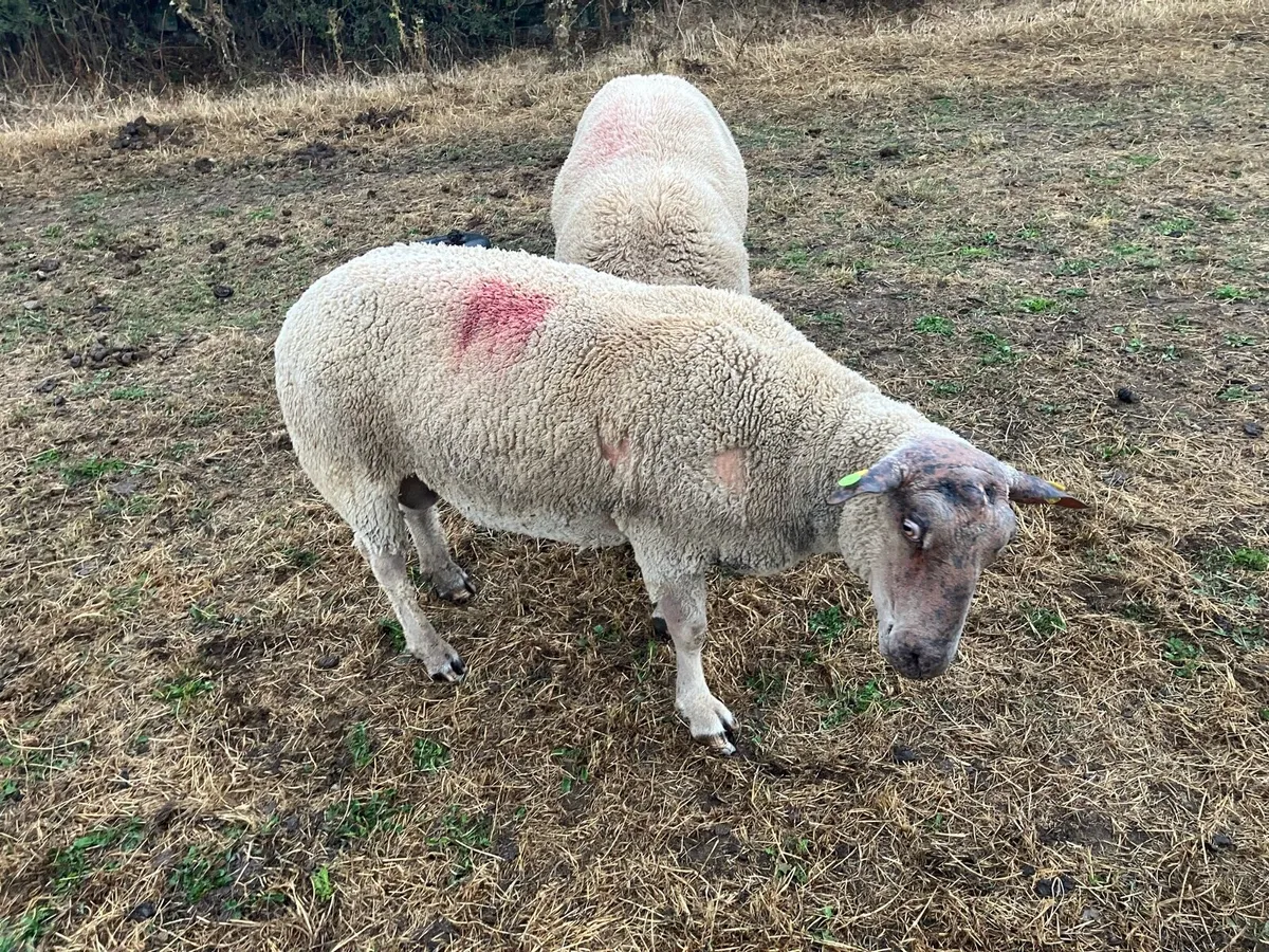 Charollais ram - Image 1