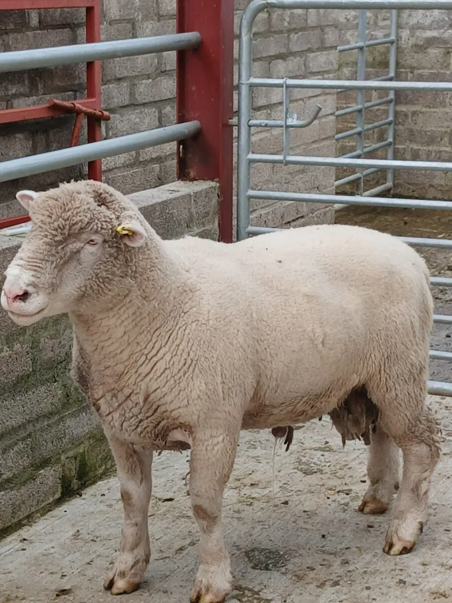 DORSET RAM - Image 1