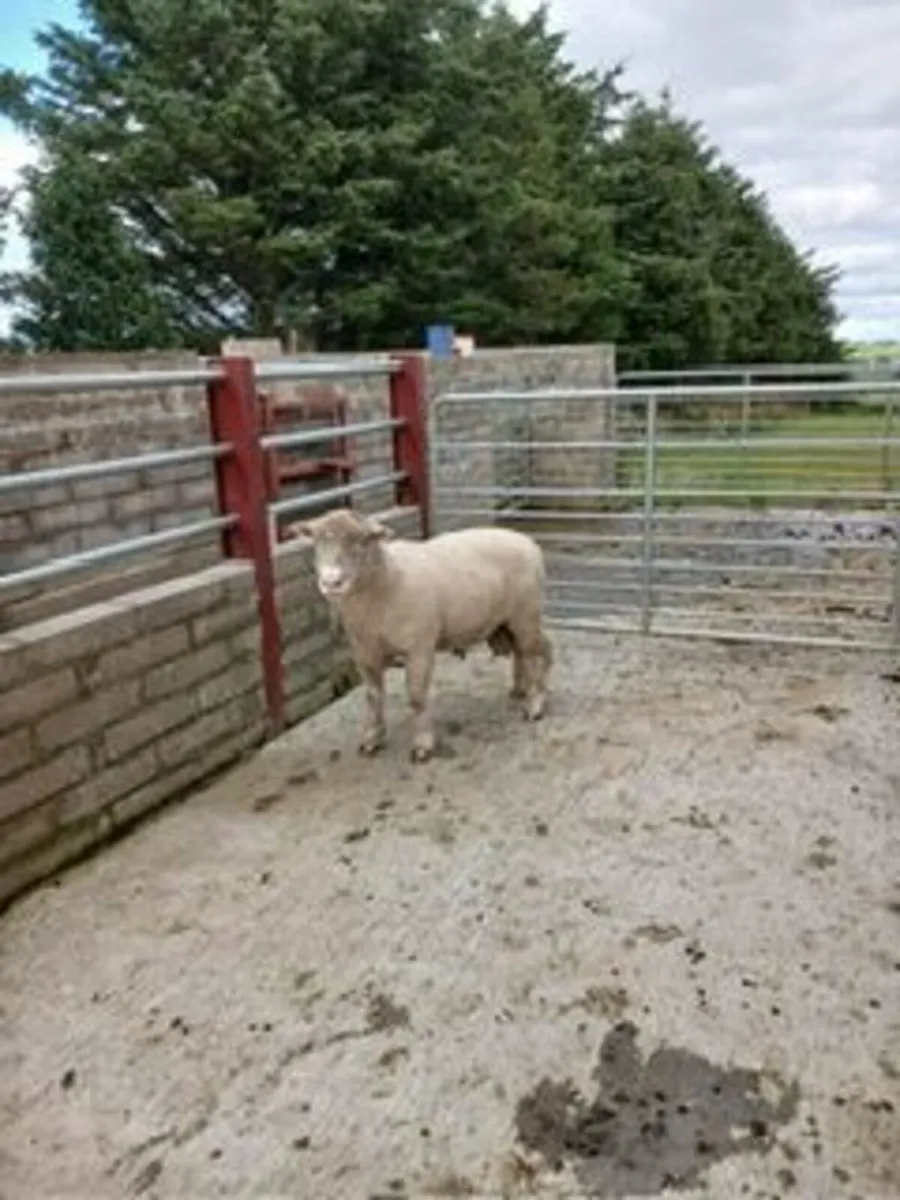 DORSET RAM - Image 2
