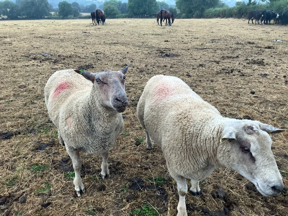 Charollais ram - Image 2