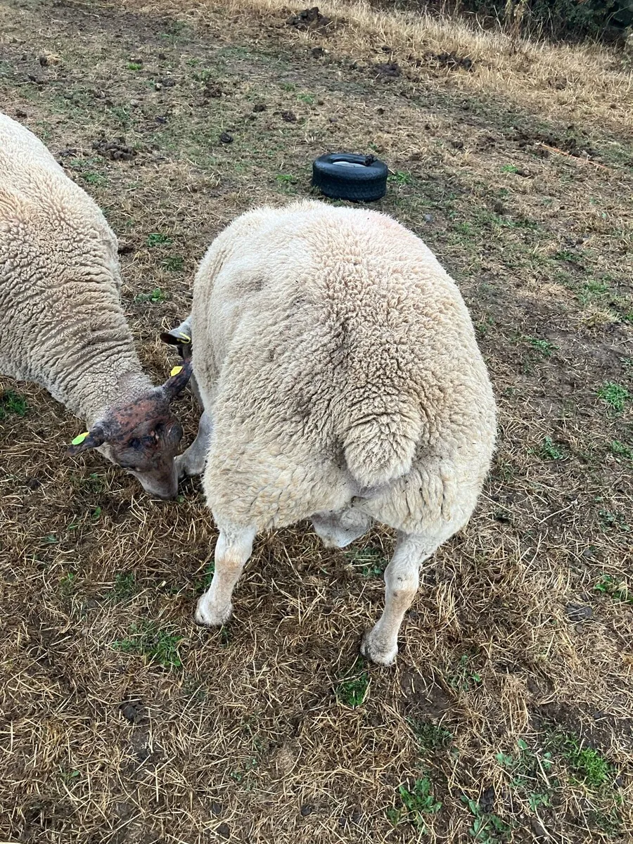 Charollais ram - Image 3