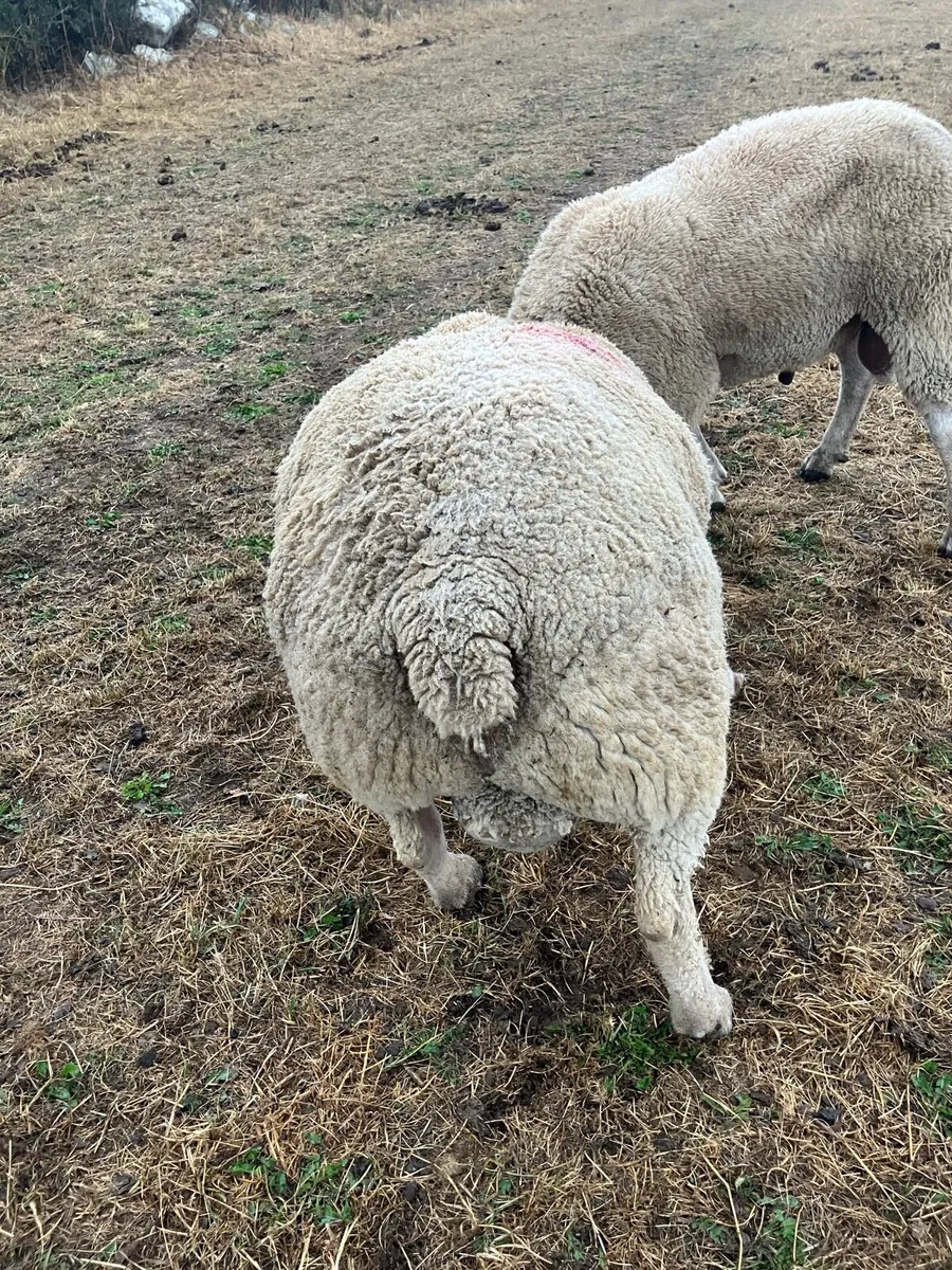 Charollais ram - Image 4