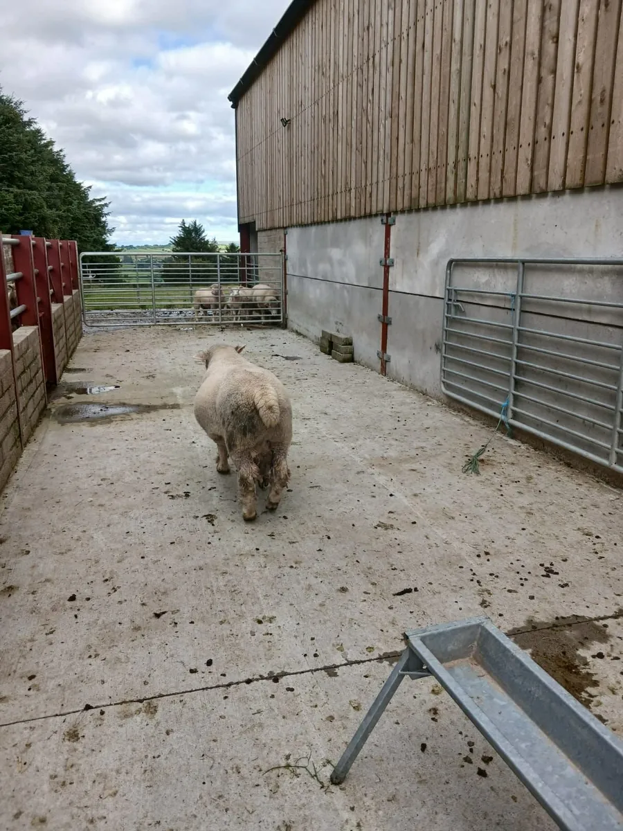DORSET RAM - Image 2