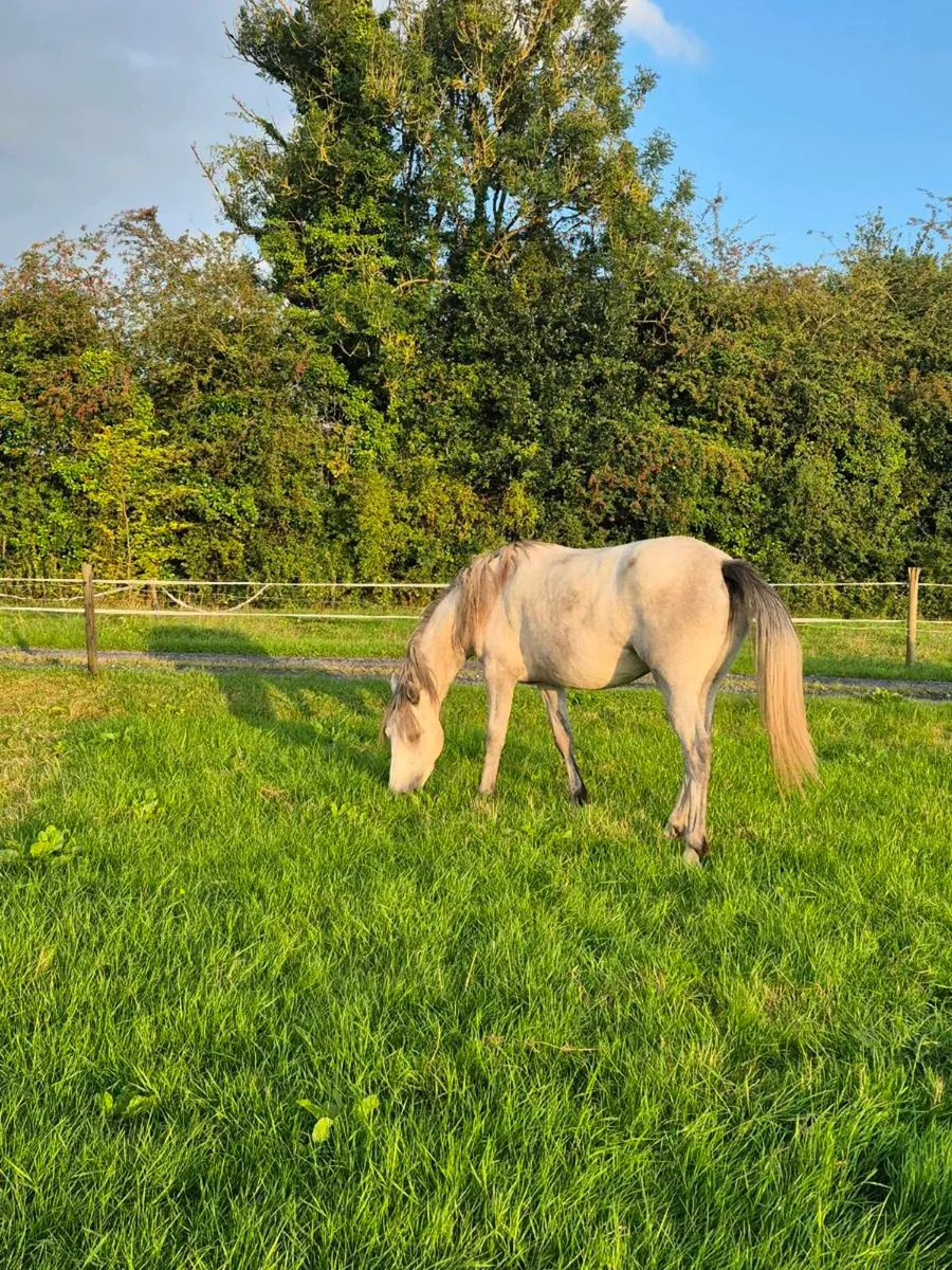 Connemara filly - Image 1