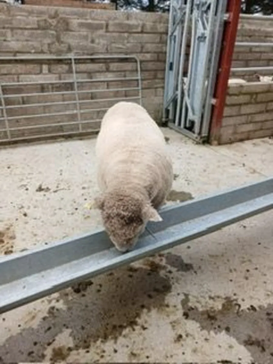 DORSET RAM - Image 1