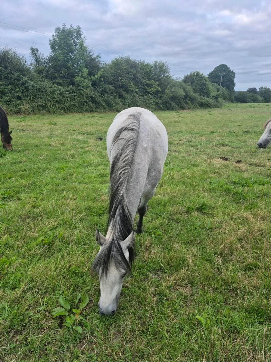 Connemara filly - Image 3