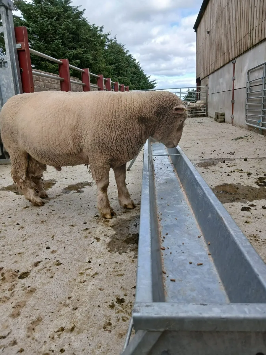 DORSET RAM - Image 3
