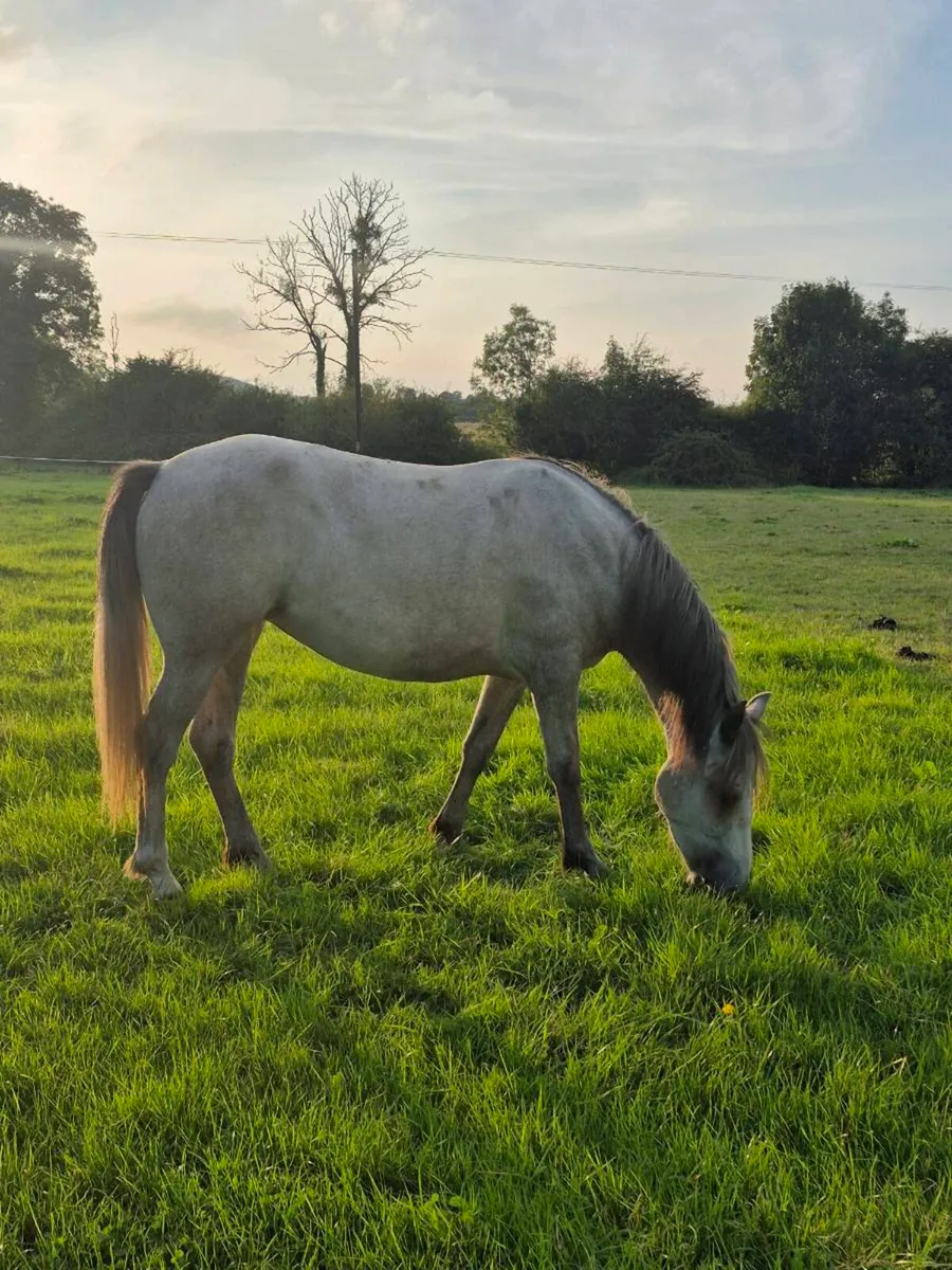 Connemara filly - Image 2