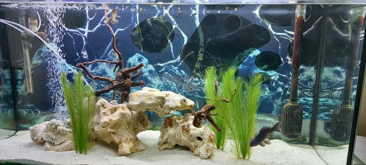 Fish tank - Image 1