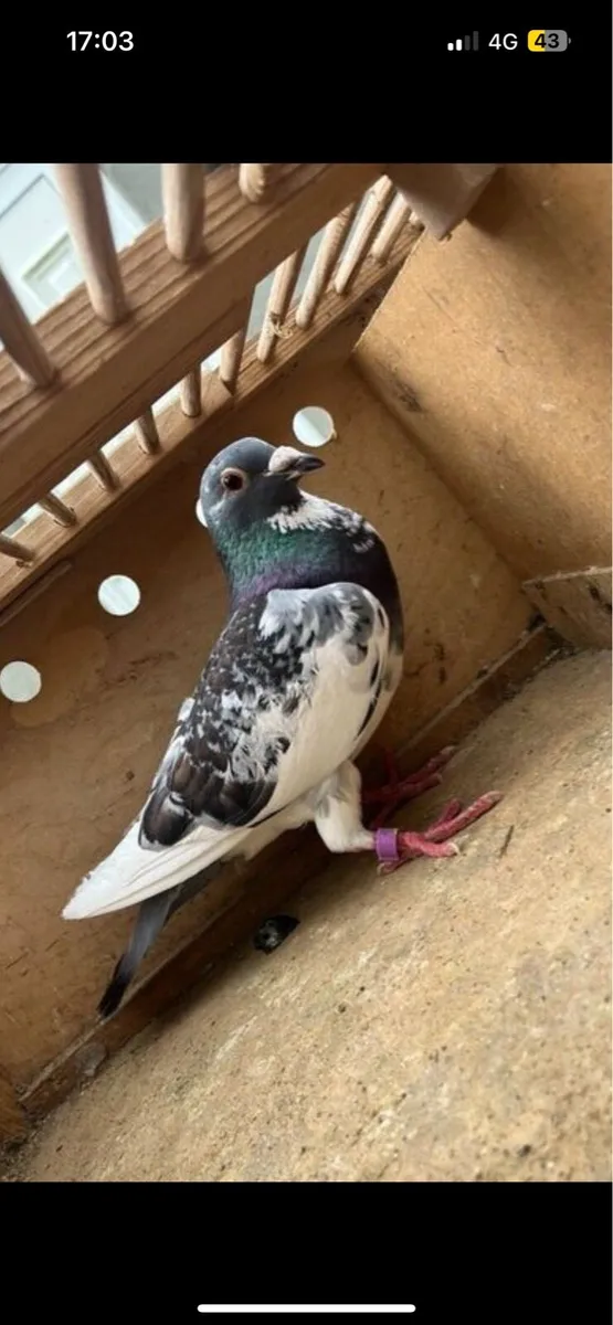 Pigeons - Image 2