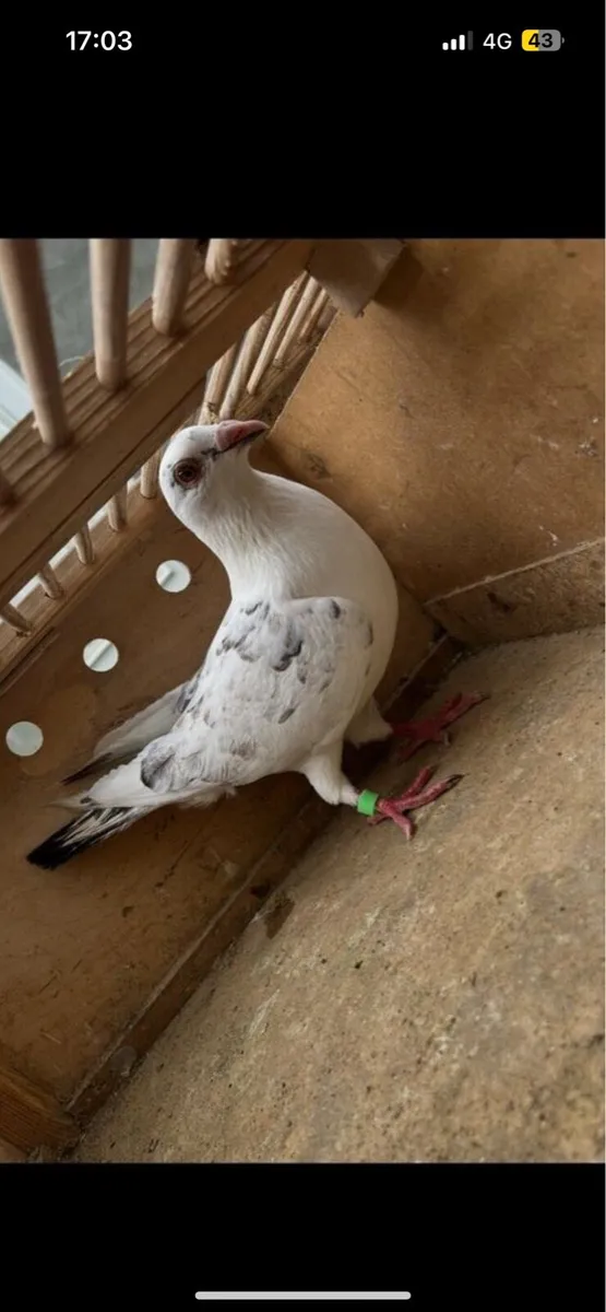 Pigeons - Image 1