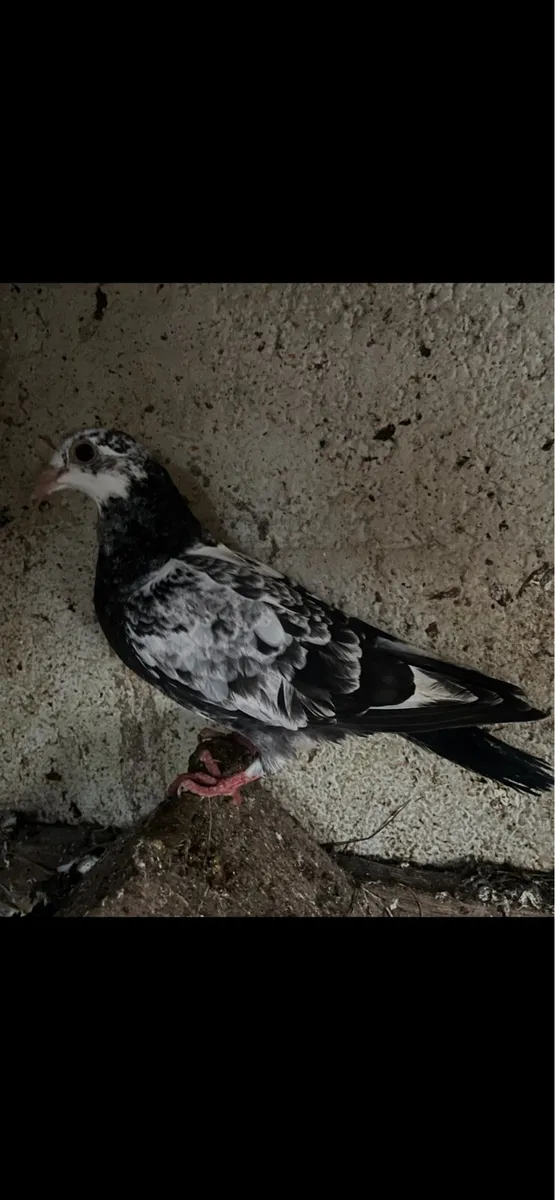 Pigeons - Image 3
