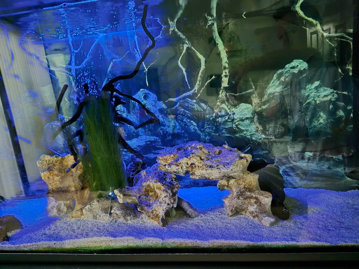 Fish tank - Image 3