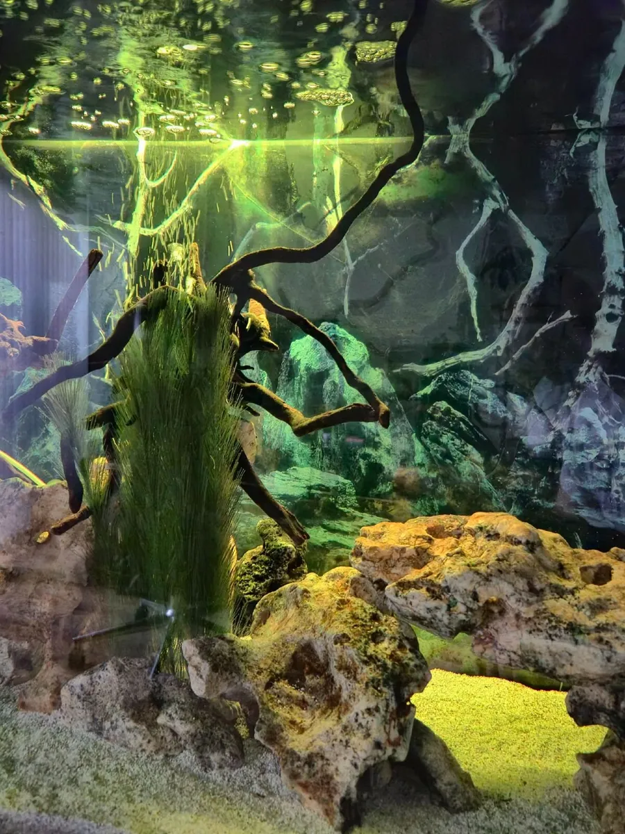 Fish tank - Image 4