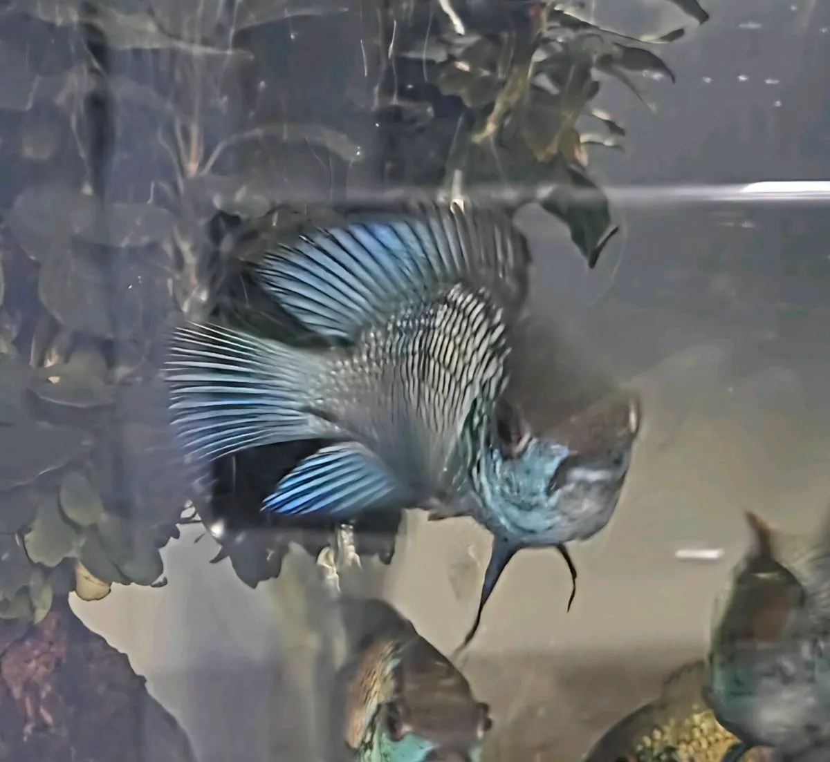 Electric Blue Acara Fish &food/ BiOrb Coral Reef - Image 4