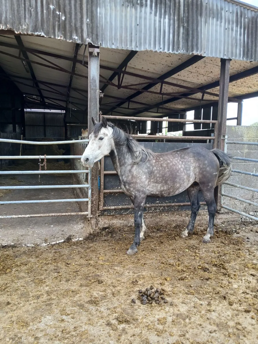 5 yr old connemara - Image 2