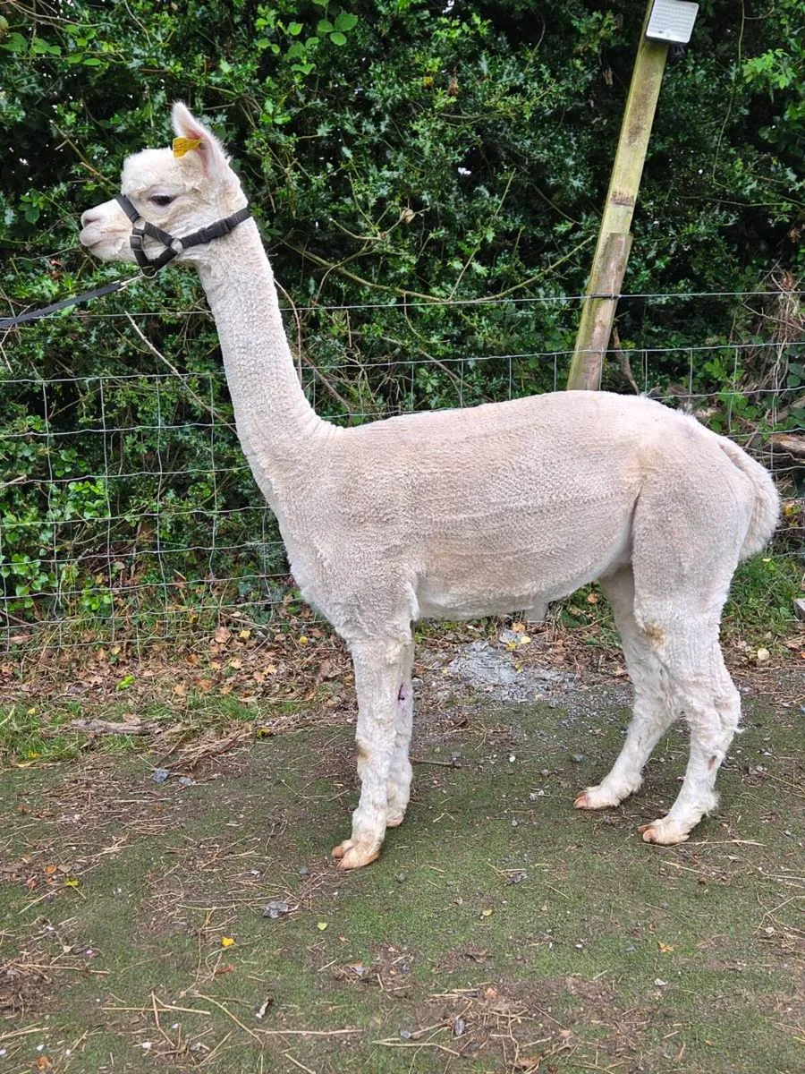 Alpacas - Image 1