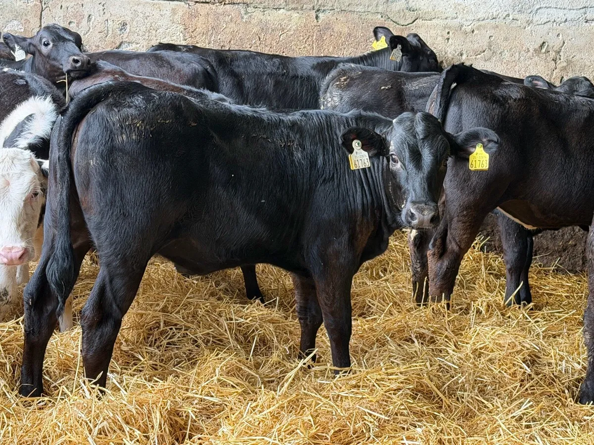 31 Properly Well Fed Calves - Image 2