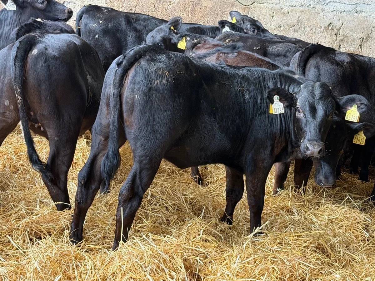 31 Properly Well Fed Calves - Image 1