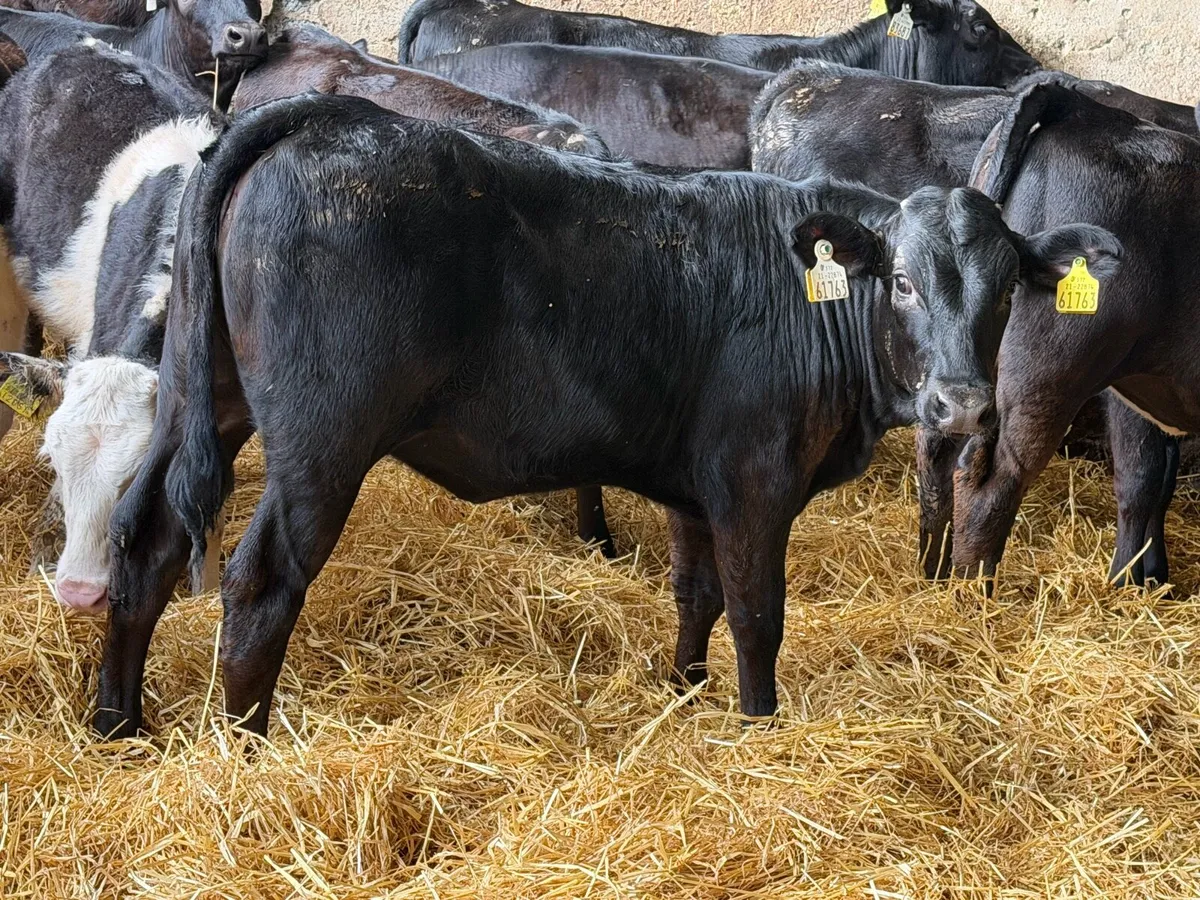 31 Properly Well Fed Calves - Image 3