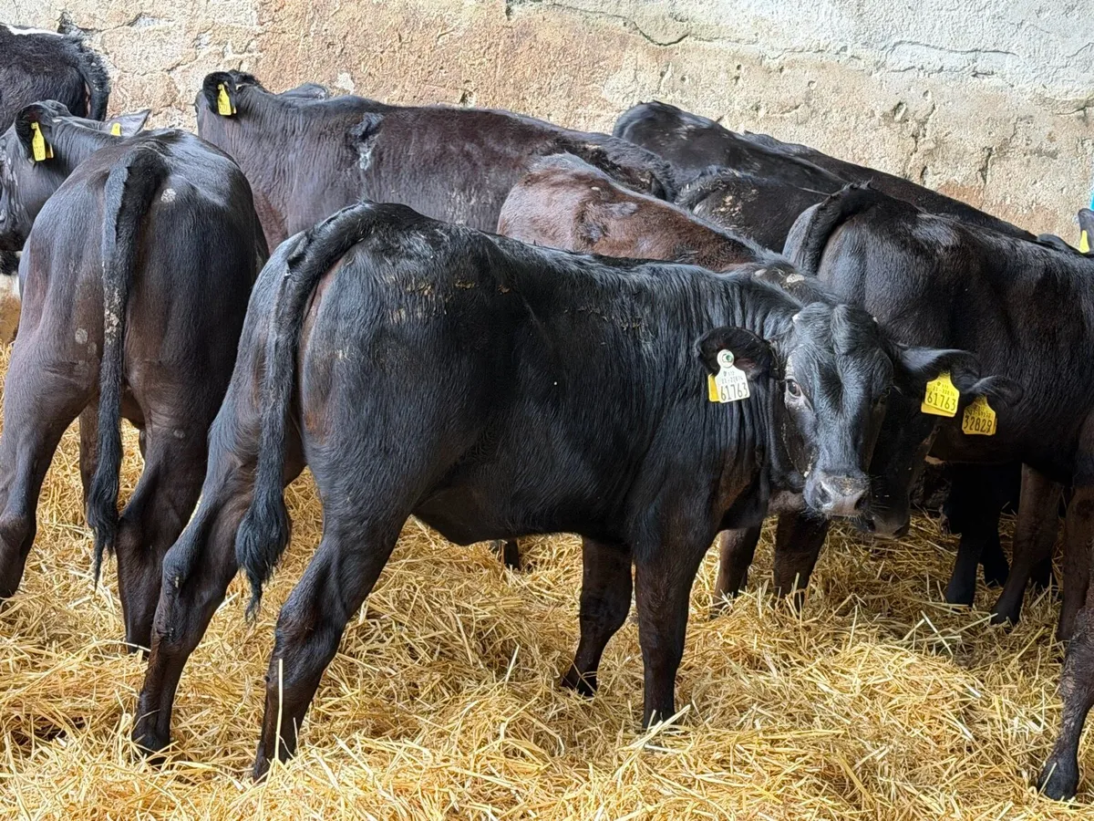 31 Properly Well Fed Calves - Image 4
