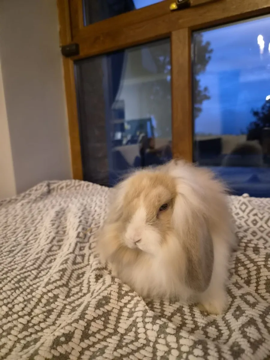 Rabbits - Image 2