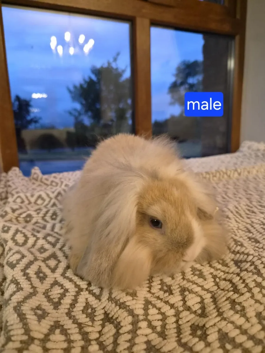 Rabbits - Image 3