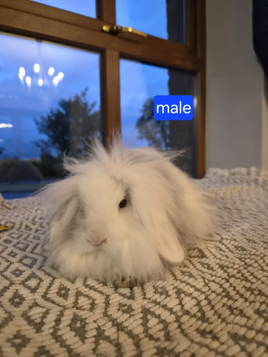 Rabbits - Image 1
