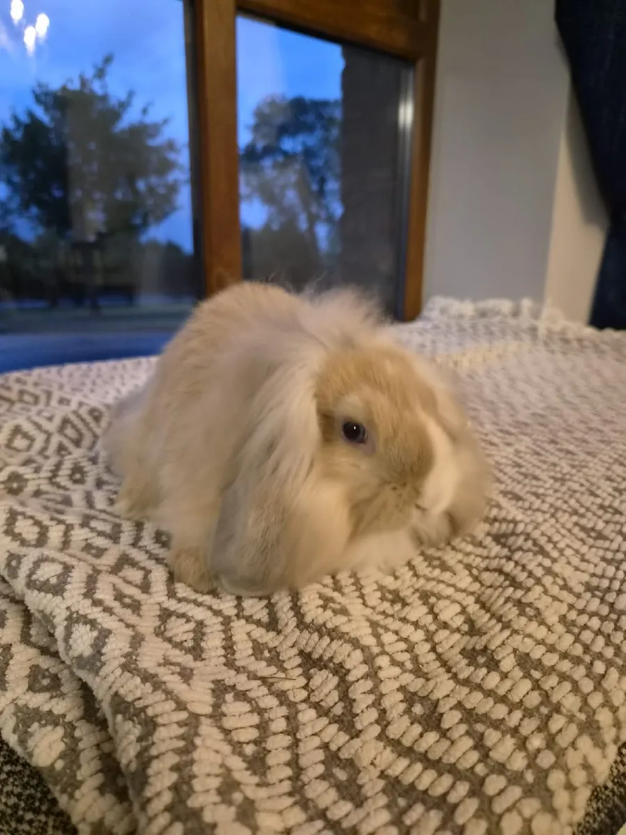Rabbits - Image 4