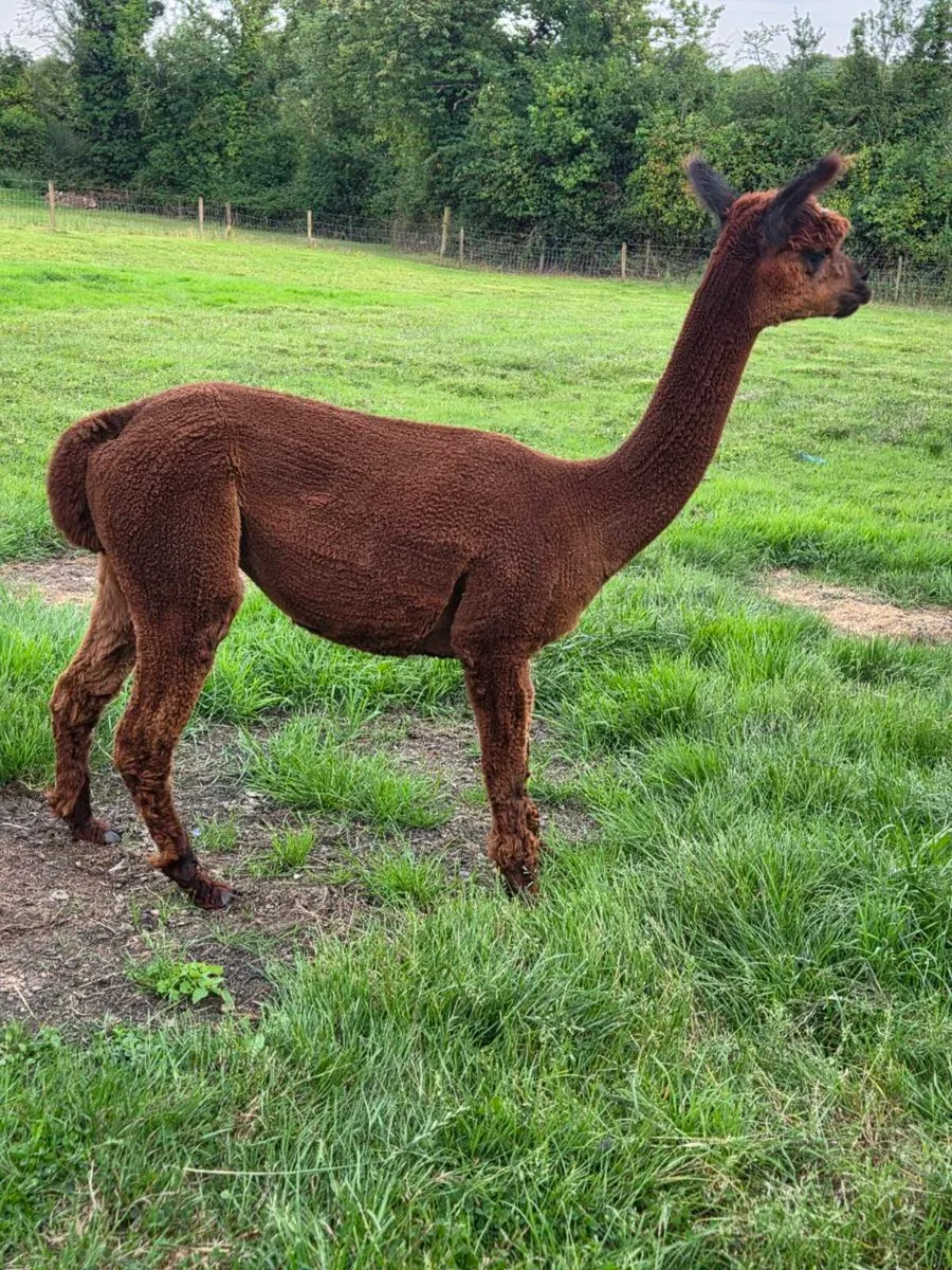 Alpacas - Image 4