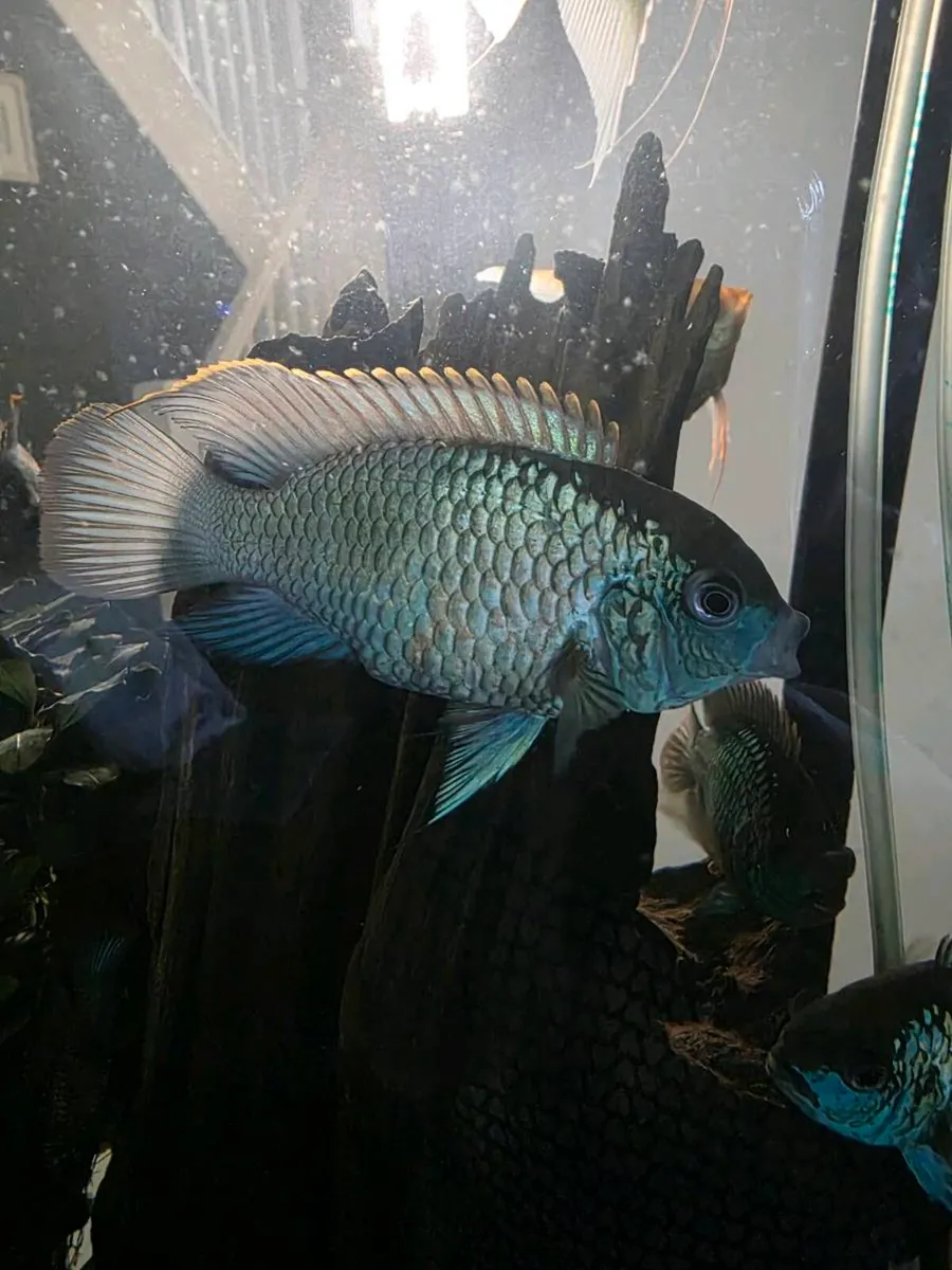 Electric Blue Acara Fish &food/ BiOrb Coral Reef - Image 3