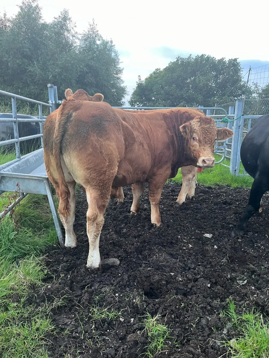 Limousine bull for Milford mart 5th September - Image 3