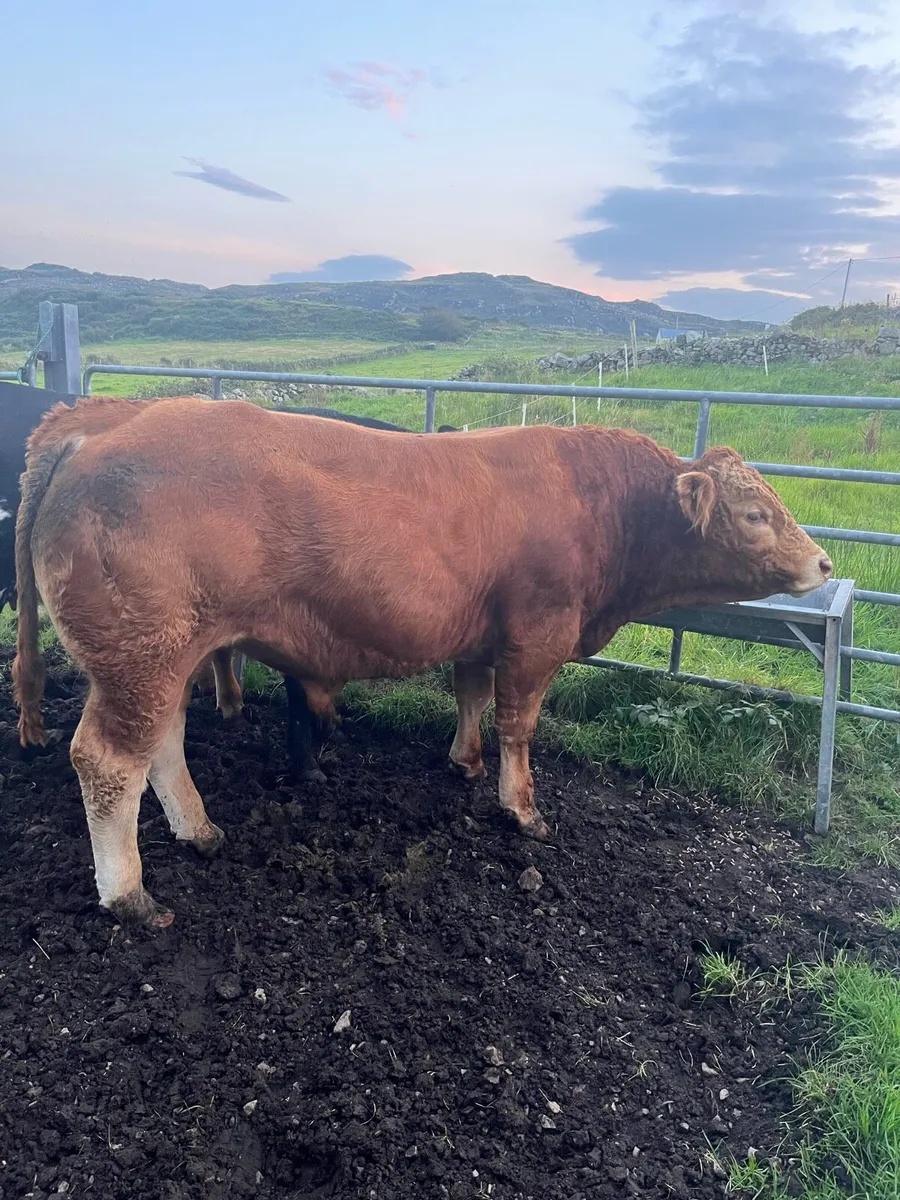 Limousine bull for Milford mart 5th September - Image 4